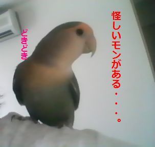 20080820-1.JPG