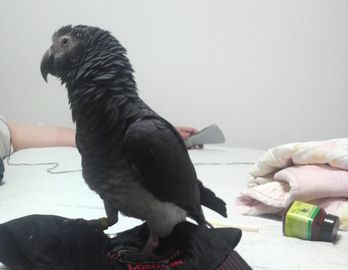20080827-c.JPG