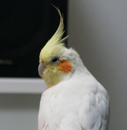 20081102-2-1.JPG