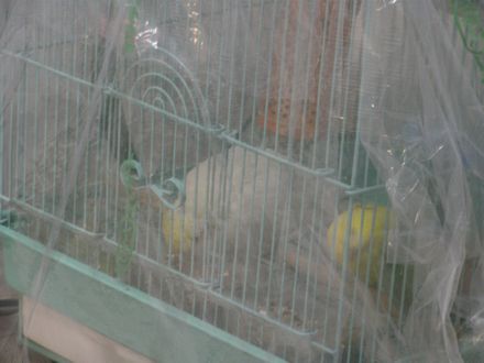 20081111-8.JPG