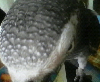 20081113-8.JPG