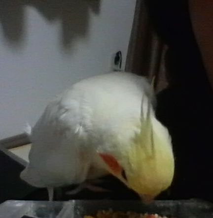 20081125-1.JPG