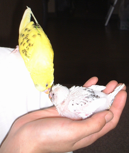 2009-0302-0.bmp