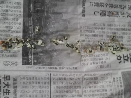 2009-0414-4.JPG