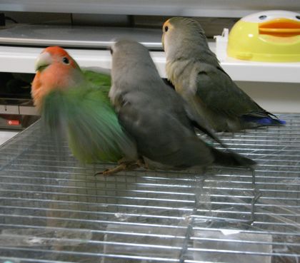 2009-0419-7.JPG