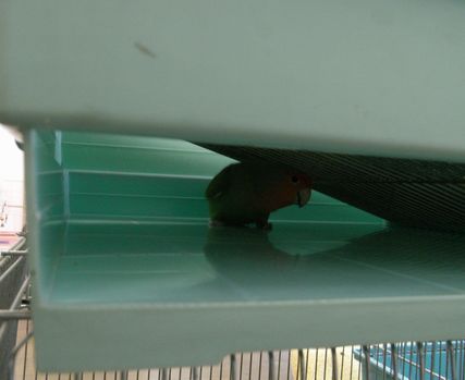 2009-0527-4.JPG