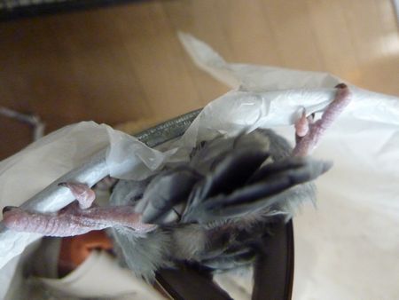 2009-1206-2.JPG
