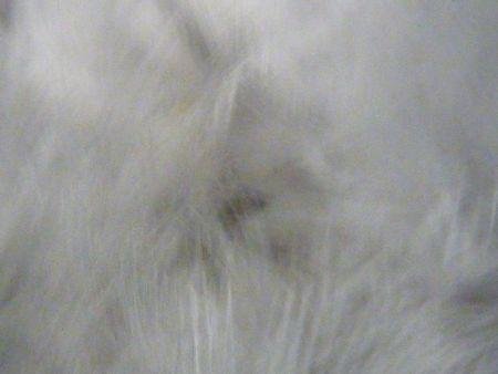 2009-1206-6.JPG