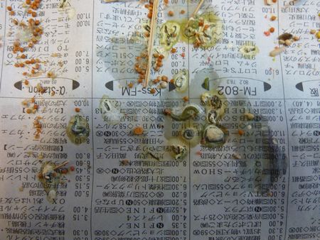 2010-0125-2.JPG