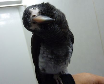 2010-0131-1.JPG