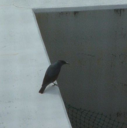 2010-0307-5.JPG