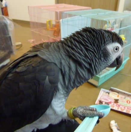 2010-0311-2.JPG