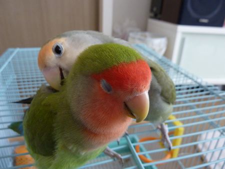 2010-0429-1.JPG
