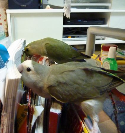 2010-1130-8.JPG