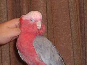 uttoricoron.jpg
